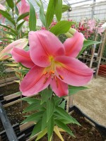 [4543 VH19 No02.JPG]